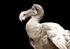 Desaparece el Último Dodo pajaro dodo