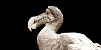 Desaparece el Último Dodo pajaro dodo