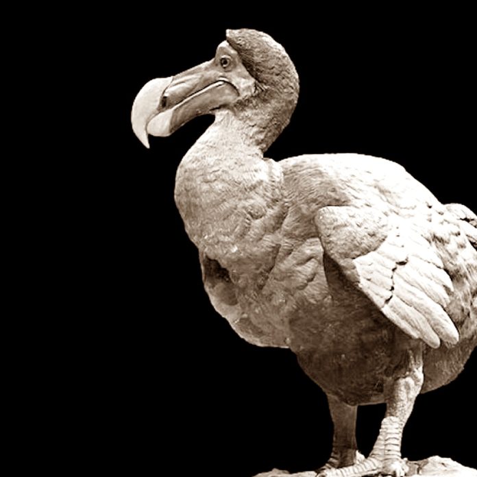 pajaro dodo